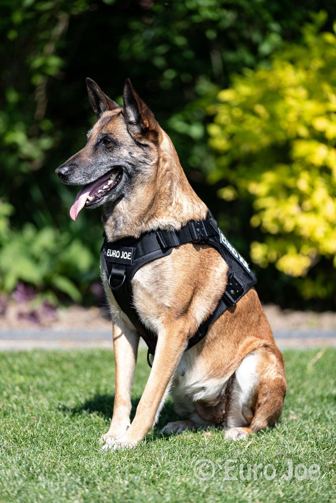 Julius K9 Harness German Shepherd JULIUS K9 IDC Powerharness