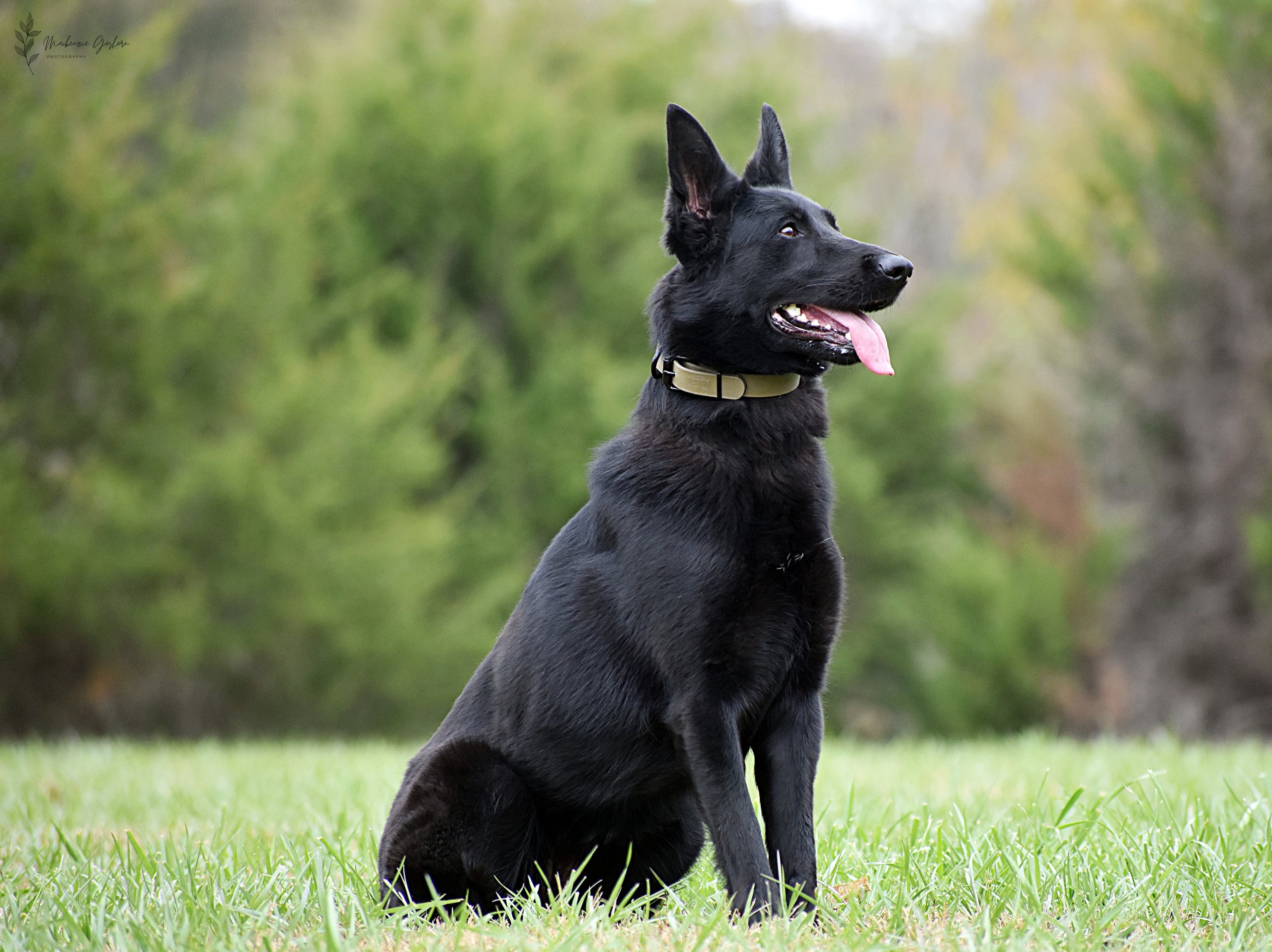 K9 Warrior Weatherproof Dog Collar 1 OD Green